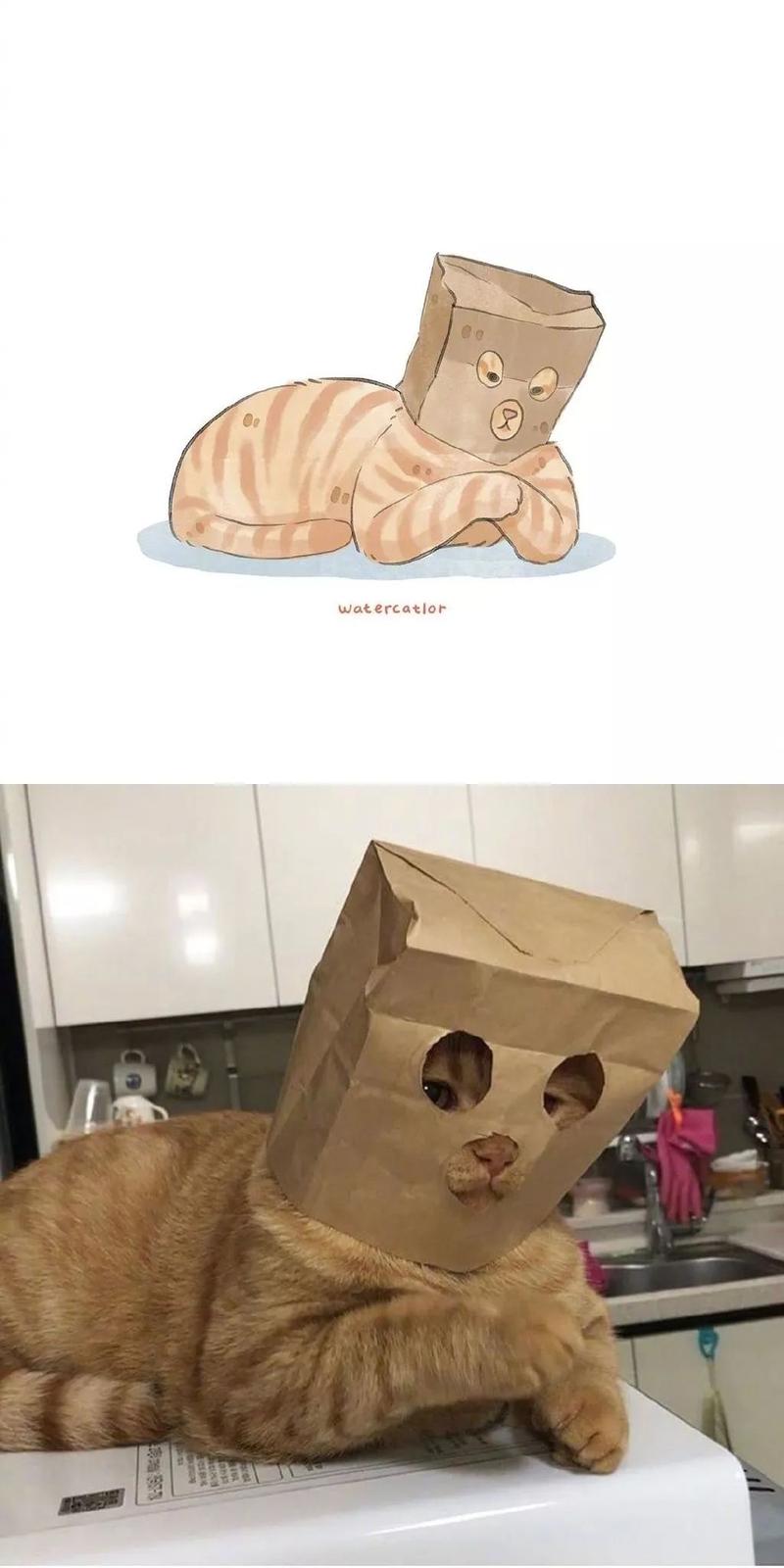 一大波可爱又沙雕的猫咪,简直有毒!