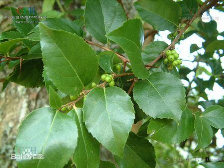 请问一种有剌的小灌木,叫什么