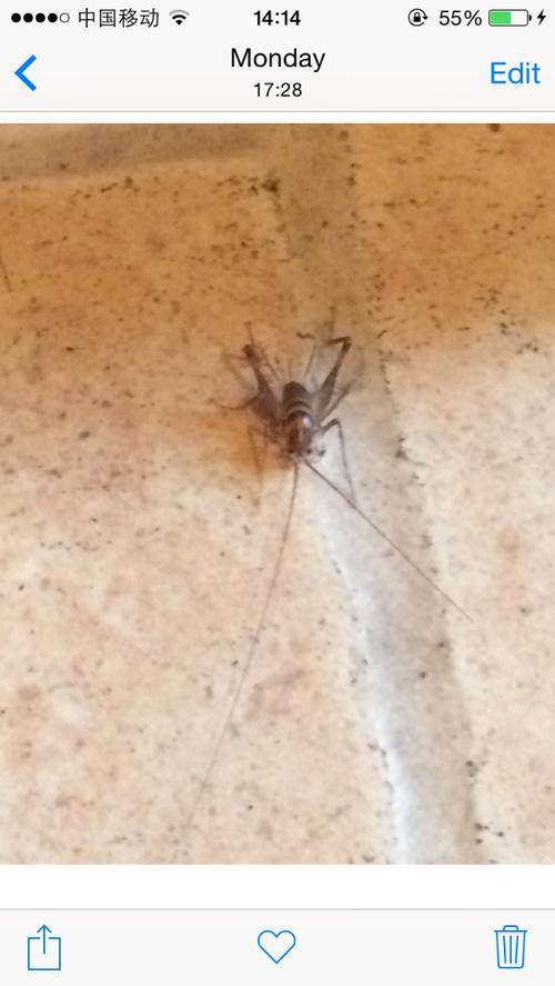 这是什么虫子啊夏天下暴雨车库门前就有,估计下水道里