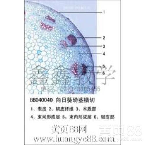 向日葵幼茎横切