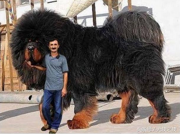 中国的藏獒是最古老的品种之一.