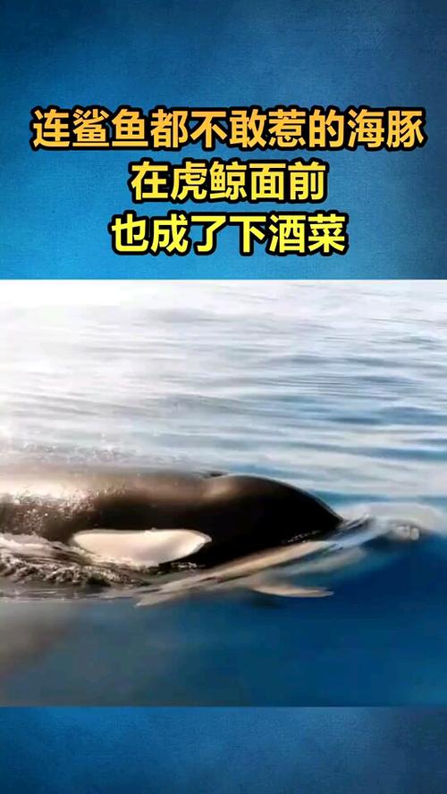 连鲨鱼都不敢惹的海豚在虎鲸面前只是食物