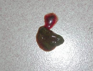 2个多月比熊,拉便便这样,是怎么了?