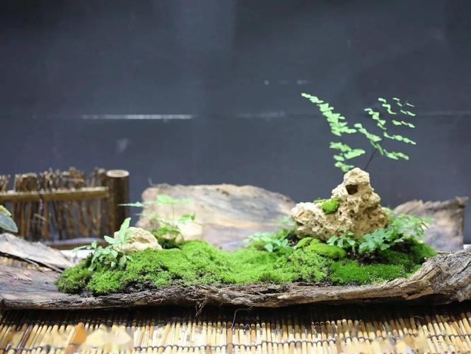 逐梦奇趣乐享园艺阴生植物展之微景观diy制作