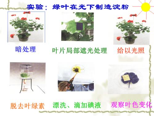 光合作用实验