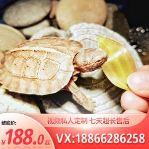 陆地龟吃菜巨型