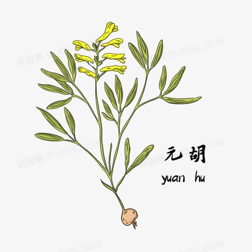 关键词:中药材名中医中药药材中草药草药果实草本植物中药材元胡图
