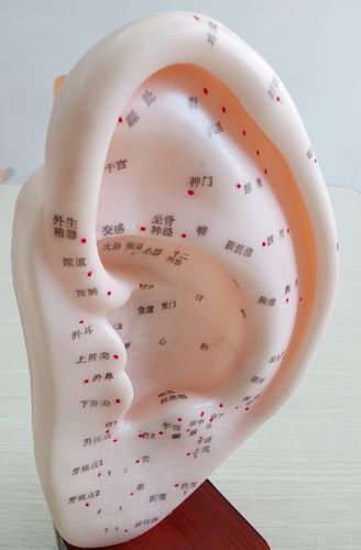 "耳为肾之窍",通过"望耳"可以判断身体的健康状态?