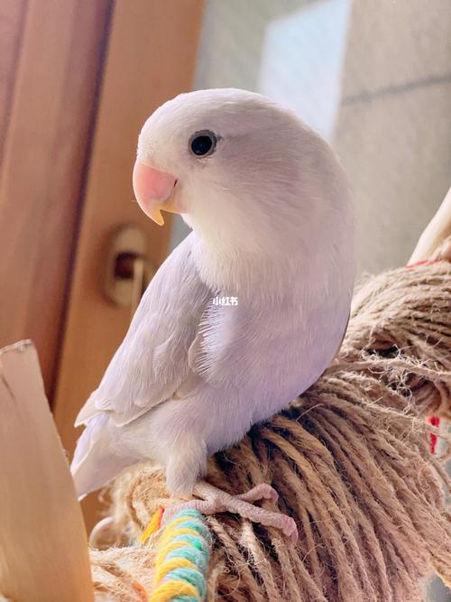 你怎么那么好看/紫薰牡丹鹦鹉_鹦鹉_牡丹_手养牡丹鹦鹉_宠物_宠物其他