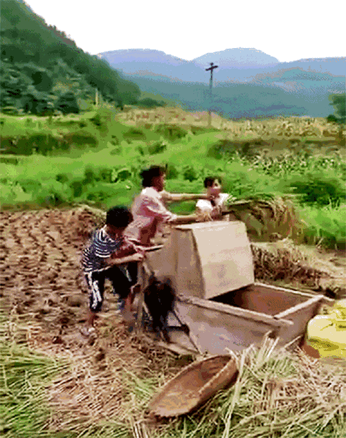 你妈叫你回家帮忙割谷子啦!