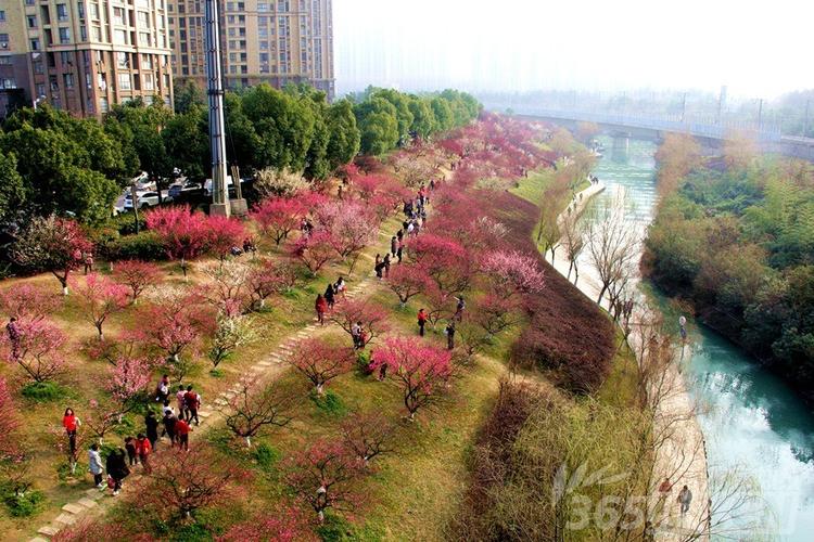 合肥政务区匡河十里梅花绽放引市民观赏