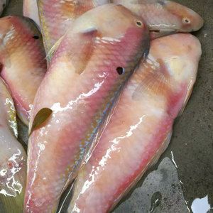 野生当天新鲜赤壳马头鱼/方头鱼/红马头鱼海鱼鲜活海鲜肉嫩鲜无刺