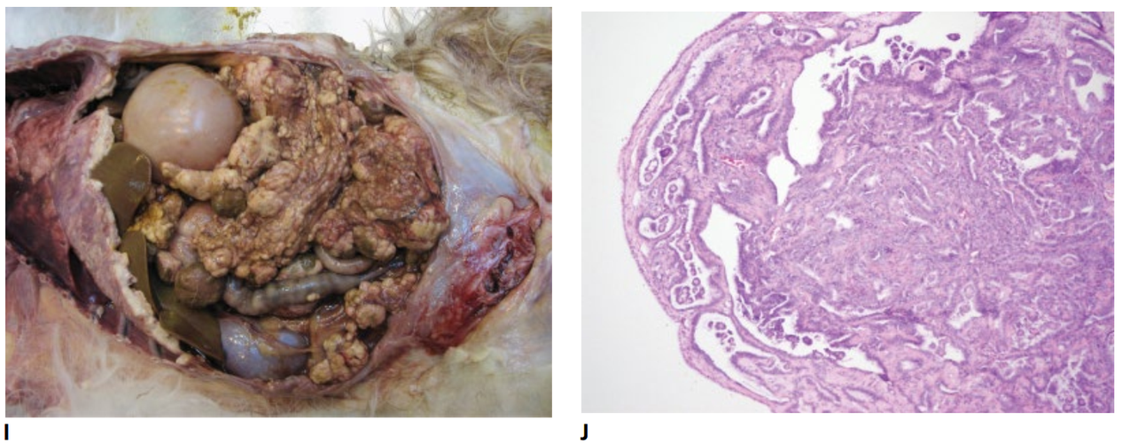 兽医病理学:简单介绍卵巢肿瘤