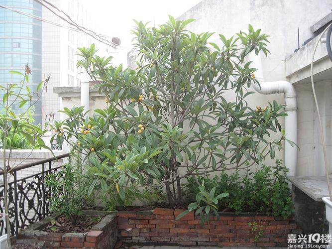 我家北露台的枇杷树和小盆景