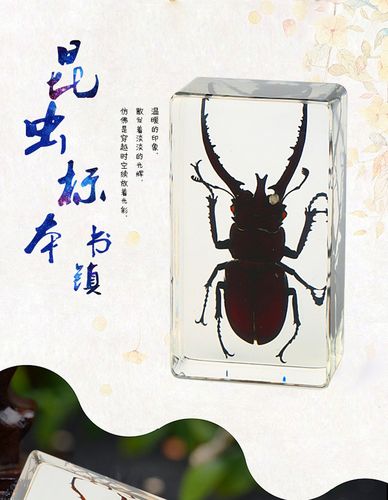 【千年虫】昆虫琥珀台饰 书镇 纸镇 家居办公摆设 st32系列 工艺