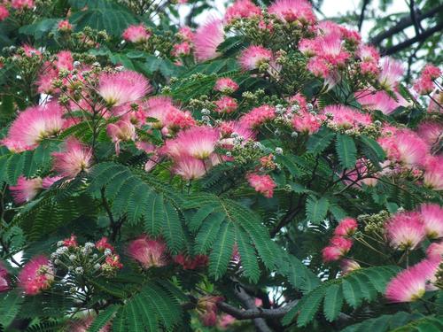 怀念铁中体育场的合欢树,合欢