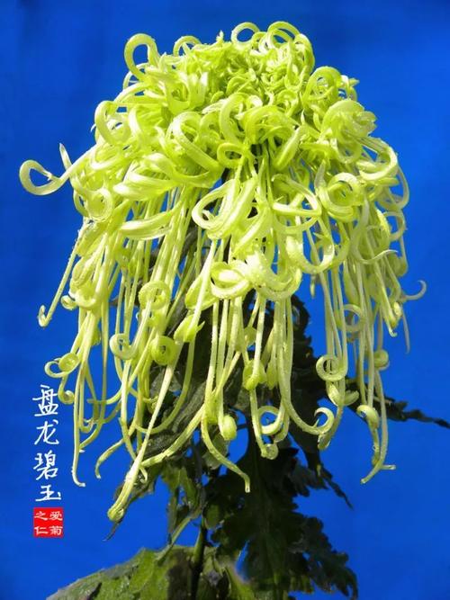 这些菊花你要有1盆给100万都别卖