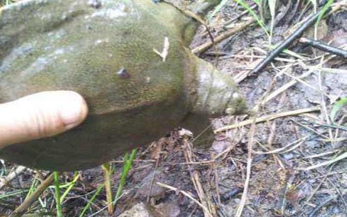 甲鱼吃什么食物?