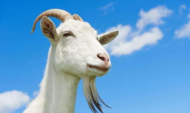 喝羊奶还是牛奶,给宝宝哪种奶比较好呢?