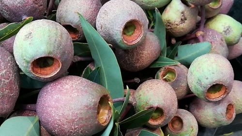 桉树果实——通常用在插花艺术装饰中