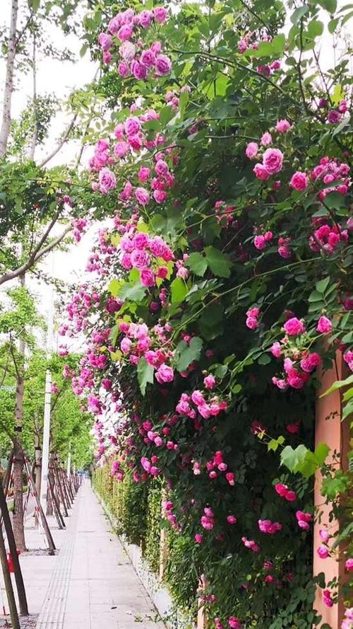 写美篇蔷薇:是蔷薇属部分植物的通称,主要指蔓藤蔷薇的变种及园艺品种