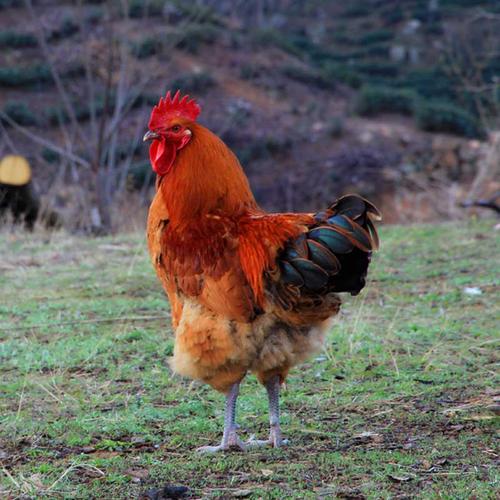 农村放养土鸡子小公鸡大草鸡现杀农家散养土公鸡土正宗鸡活体现杀