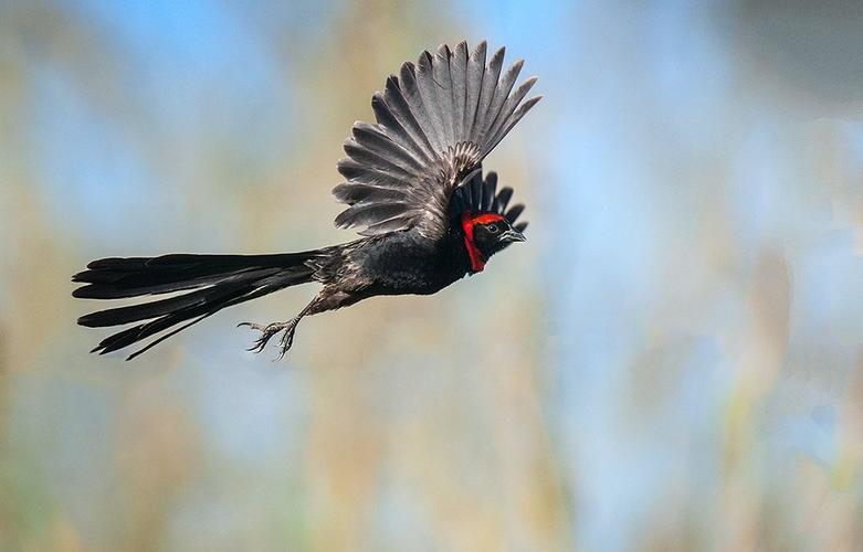 动物结婚也要先有房?红领巧织雀择偶条件苛刻,鸟类也有购房压力
