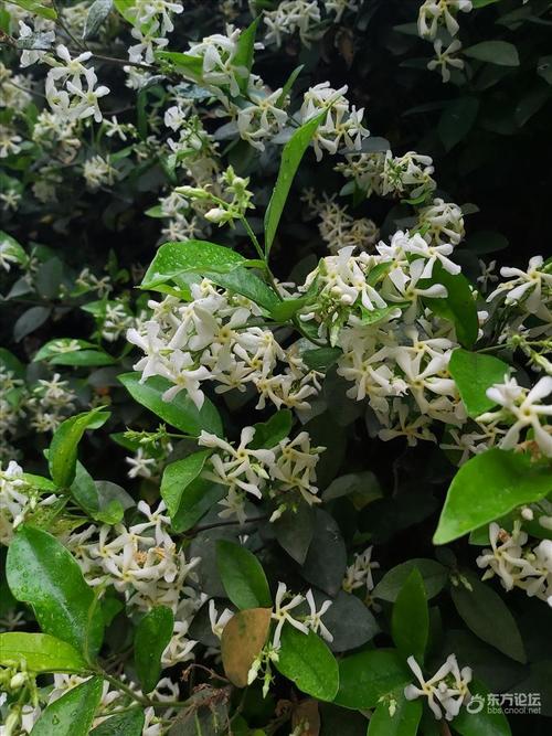 漂亮的络石藤花墙复制