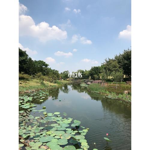 坐标佛山南海区映月湖,平洲街道办事处正对面.