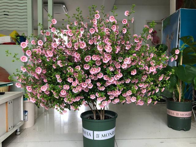 开花最勤快的盆栽,全年开花,花多易爆盆,漂亮又好养,值得入手