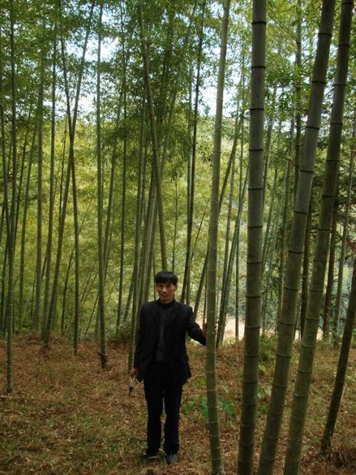 边采竹子边烤鸭,人生一大快--2010采竹记