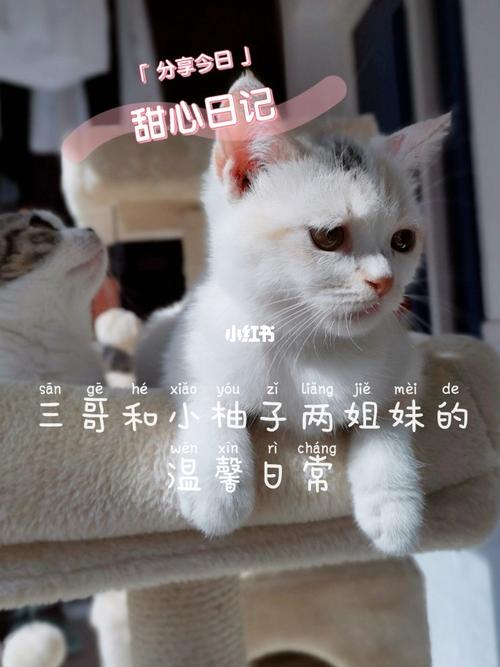三哥和小柚子两姐妹_vlog_我的日常vlog_宠物_猫