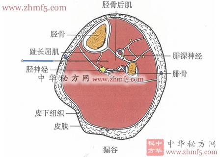漏谷穴位位置图_按摩漏谷穴的作用与好处 - 臀部腿部