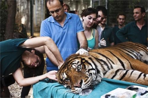 九牛二虎什么意思?