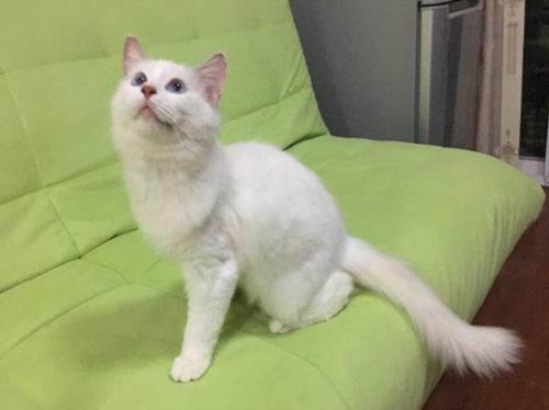 火焰色布偶猫出售