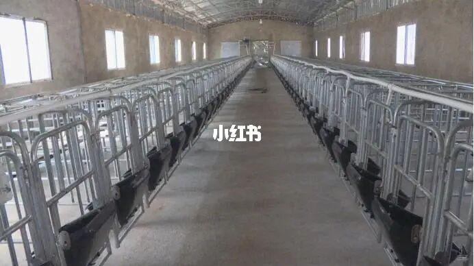 建立猪场时需要多预留通风扇,排便沟和让猪活动空间.