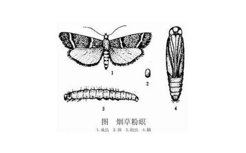 烟草粉螟是什么虫?杀虫公司如何消灭它?