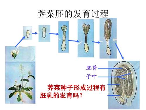 被子植物的个体发育ppt课件(1) 荠菜胚的发育过程 荠菜种子形成过程