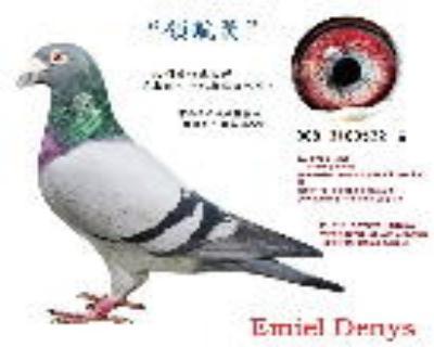 "领航员"丹尼斯原舍