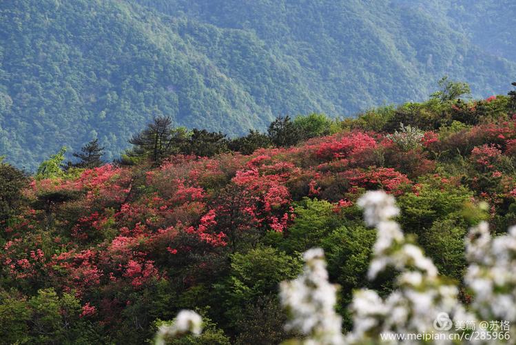 大雷山上杜鹃花红了美了