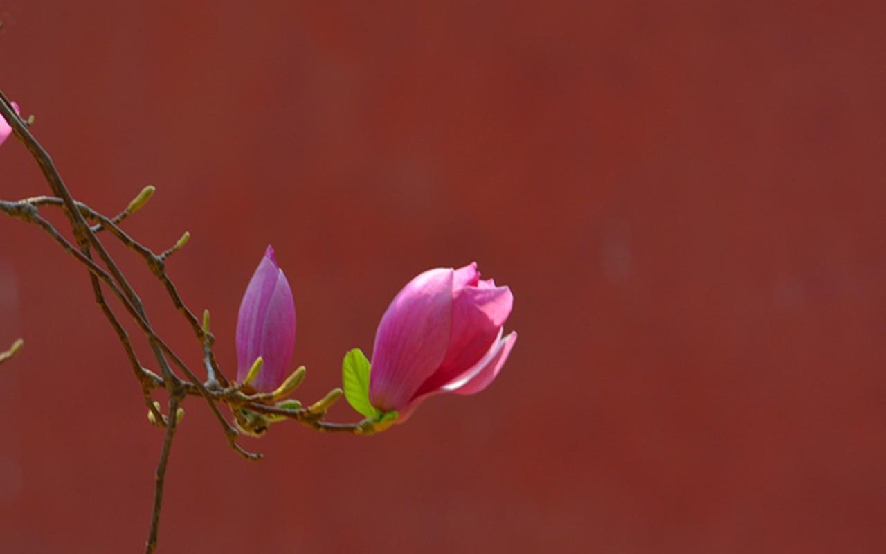 唯美紫玉兰花高清桌面壁纸
