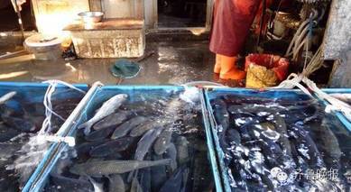 济南各大超市停售淡水活鱼!农贸市场还有!