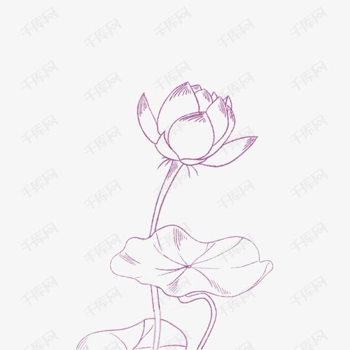 手绘简约莲花