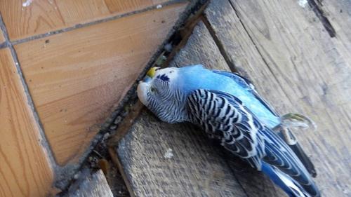 急急急我的虎皮鹦鹉死,前天活蹦乱跳,昨天出了状况,一动不动的晚上还