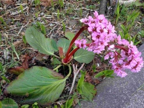 服用岩白菜要小心这些副作用