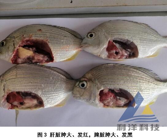 每周一例平头鲷感染真鲷虹彩病毒死亡