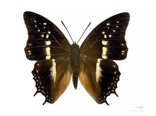 展翅的锁龙螯蛱蝶