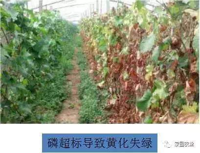 钾肥过多的危害