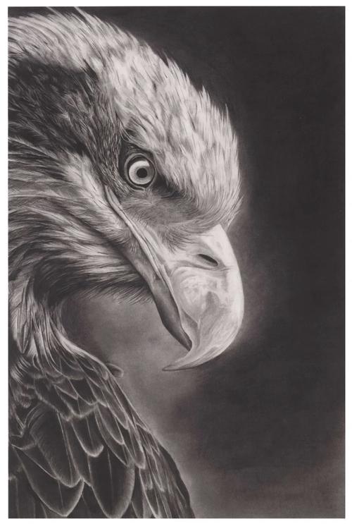 【精微素描】:原来素描还可以画的如此细致!