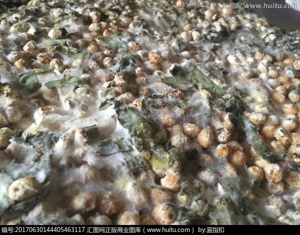 [正版商业] 豆豉发酵